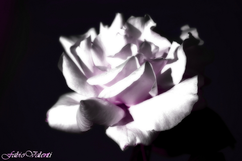 rose_in_the_dark.jpg